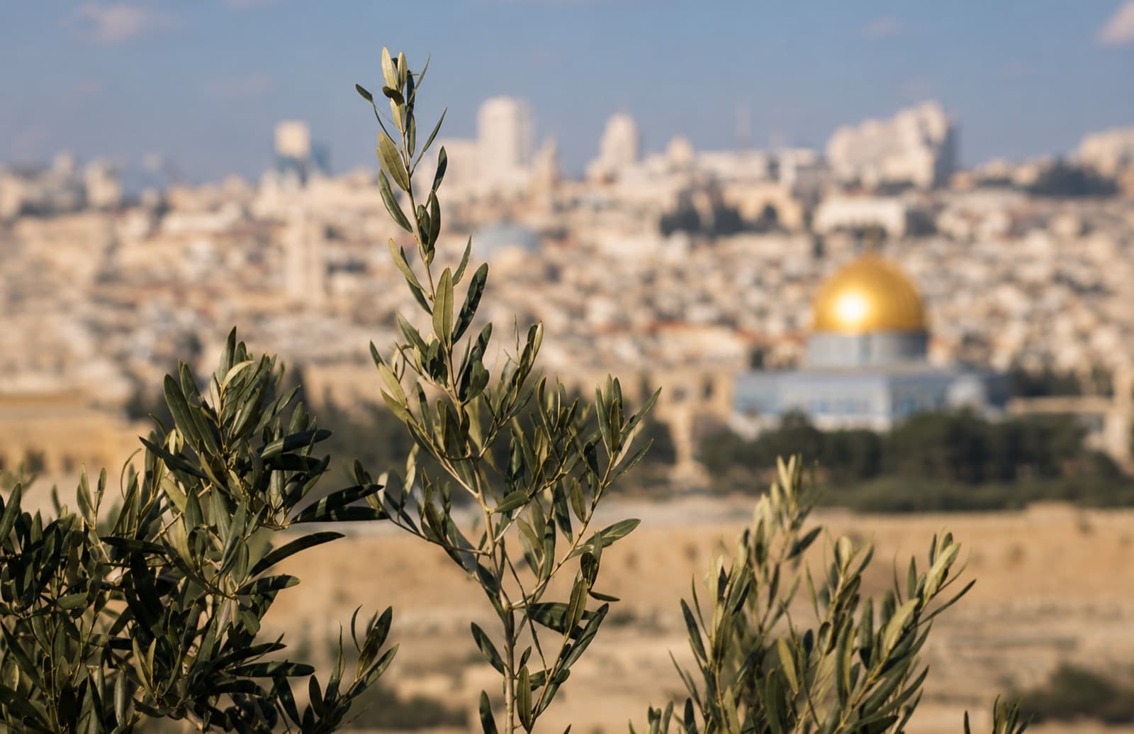 Olive branches above the Dome of the Rock
